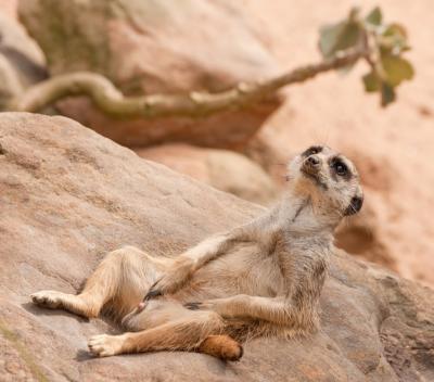 Meerkat Relaxing on Rocky Surface – Free Stock Photo, Download for Free