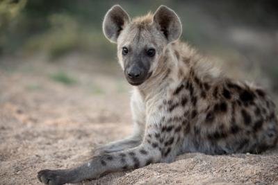 Spotted Hyena Resting on the Ground – Free Stock Photo, Download for Free