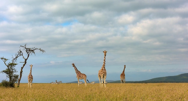 Giraffe in the Wild East Africa – Free Stock Photo, Download for Free