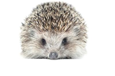 Wild Hedgehog on a White Background – Free Stock Photo for Download