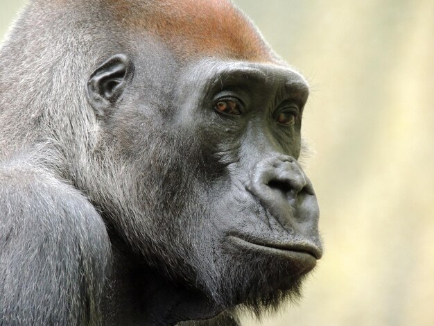 Close-up Portrait of Monkey – Free Stock Photo, Download for Free