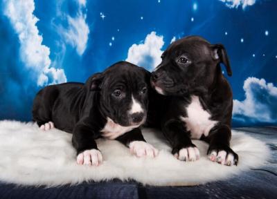 Two Black American Staffordshire Bull Terrier Puppies on Blue Background – Free Stock Photo, Download for Free