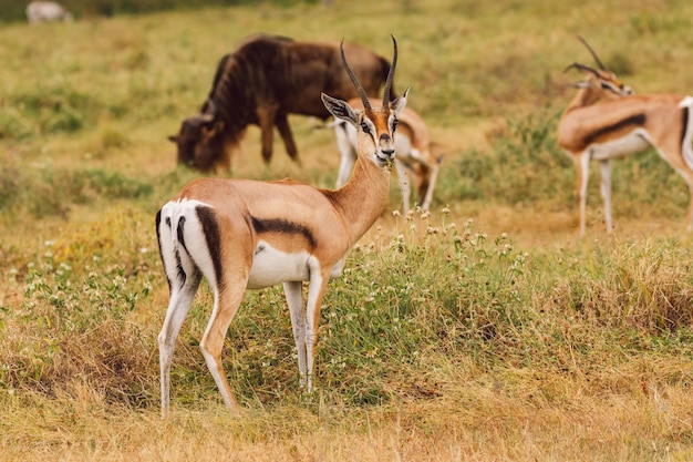 Impala Antelope Grazing in a Field – Free Stock Photo for Download