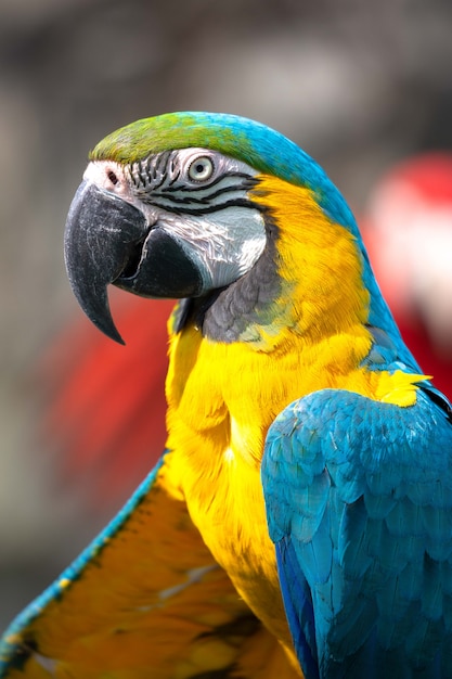 Golden Parrot – Free Stock Photo, Download for Free