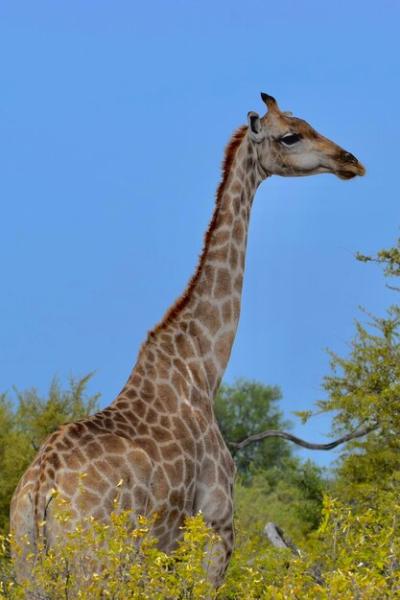 Giraffe Against Clear Sky – Free Stock Photo Download