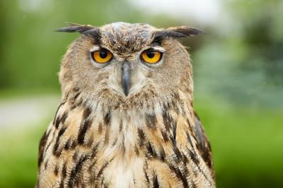 Close-Up of an Owl – Free Download, Download Free Stock Photo