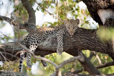 Lazy African Leopard Resting on Tree Branch – Free Download