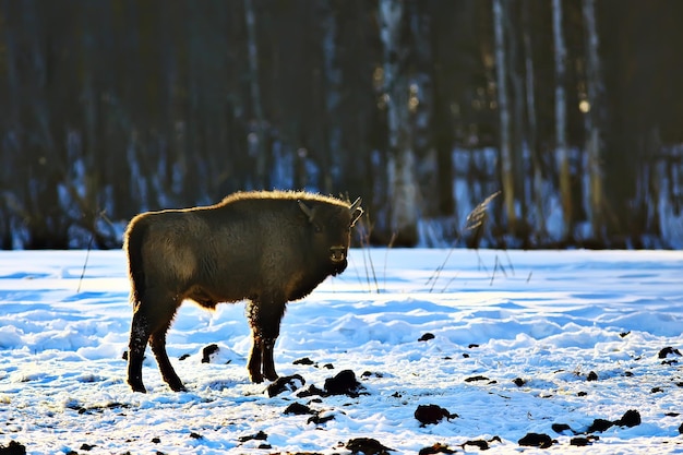 Aurochs Bison in a Snowy Field: Free Stock Photo for Download