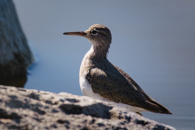 White and Brown Bird Resting on Brown Rock – Free Stock Photo for Download