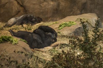 Gorillas at the Zoo Exhibiting Headaches – Free Stock Photo for Download