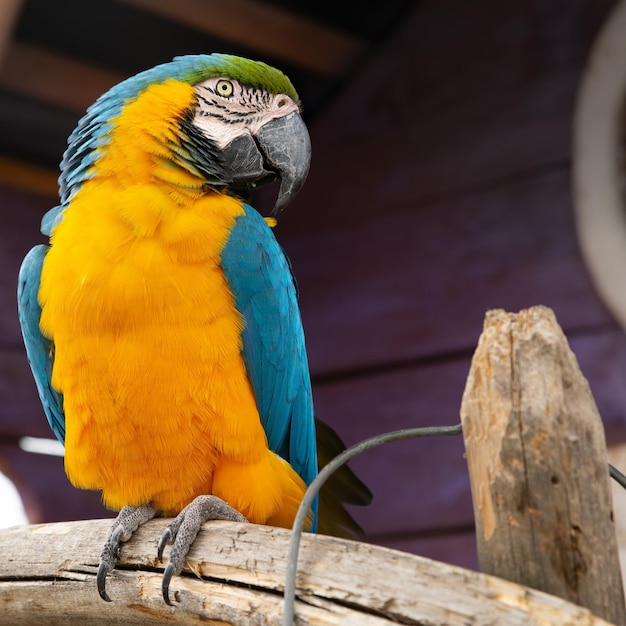 Close-Up of a Parrot Perched on Wood – Free Stock Photo, Download Free