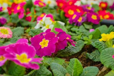 Primula: First Spring Flowers Closeup for Earth Day and World Women’s Day – Free Download