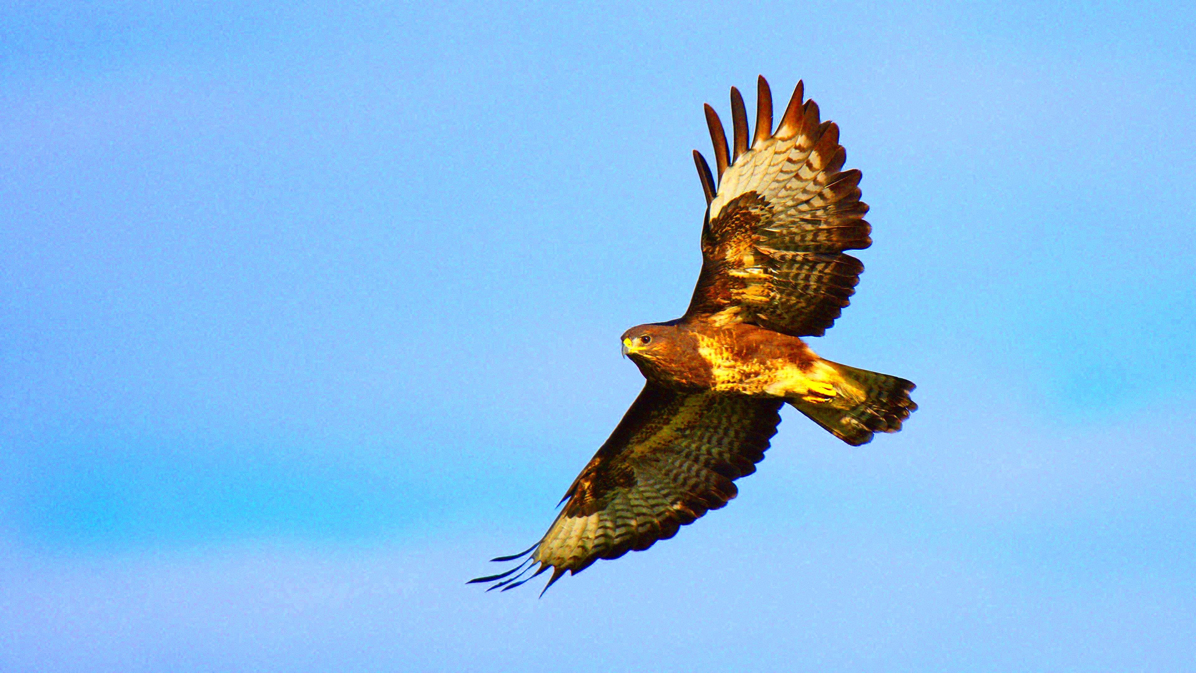 Common buzzard in flight 4K resolution rwildlifephotography