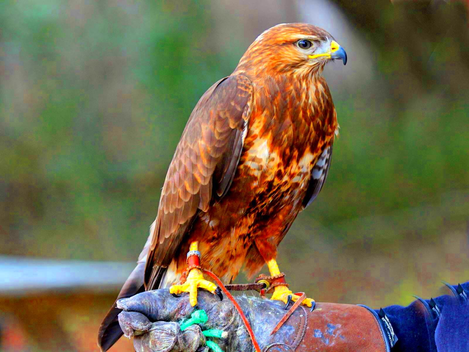 Common buzzard bird Britannica