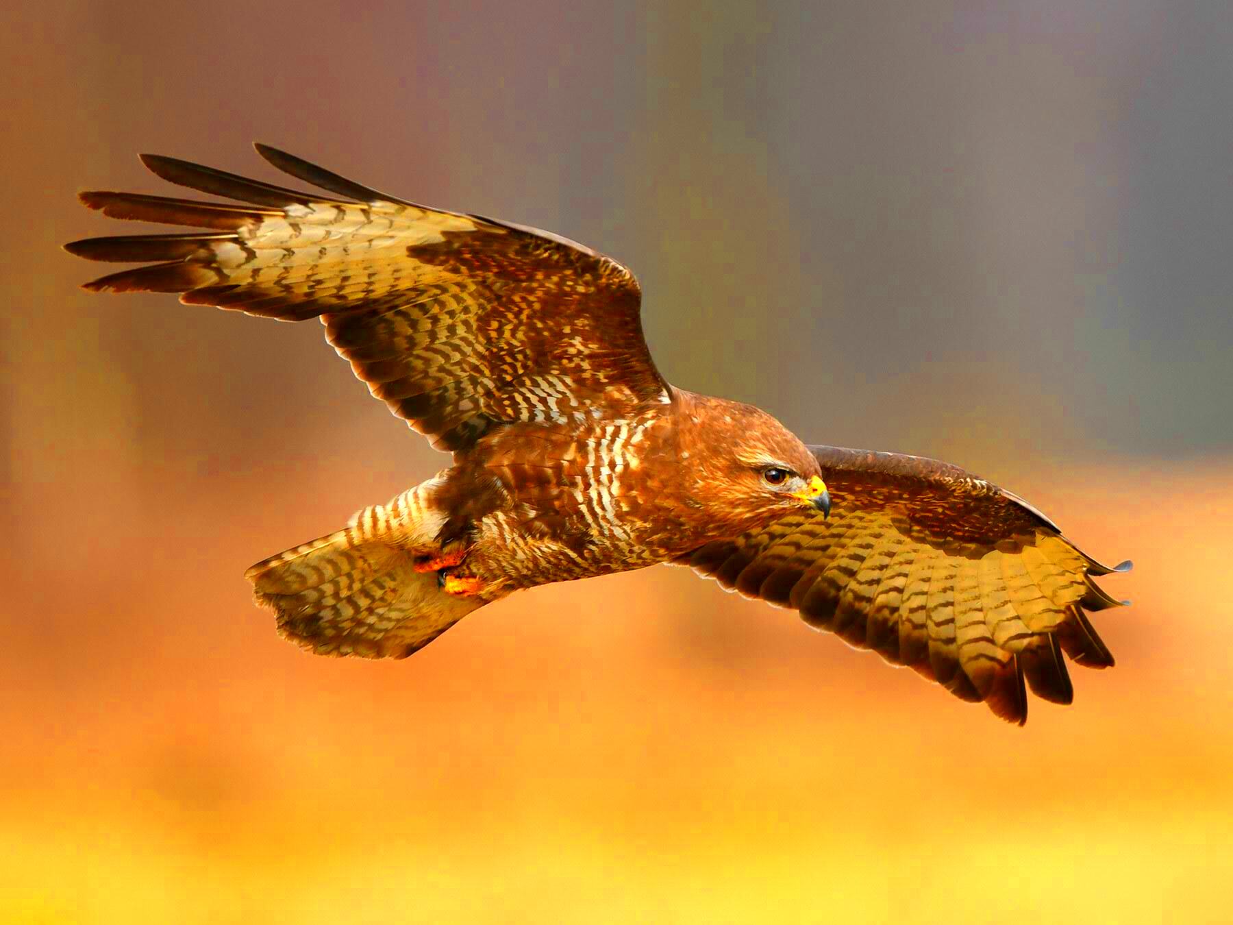 Common Buzzard Bird Facts Buteo buteo Bird Fact