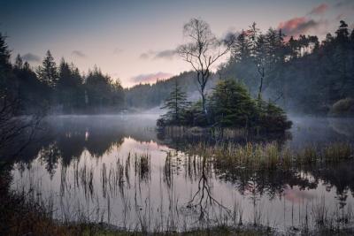 Reflection of Trees in Lake Water – Free to Download