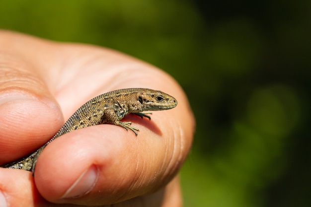 Male Hand Holding a Lizard Surrounded by Blurry Greenery – Free Download