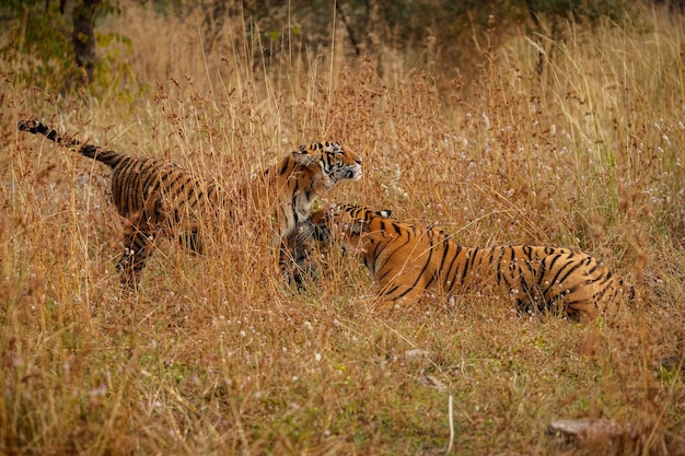 Majestic Indian Tiger in Natural Habitat – Free Stock Photo, Download for Free