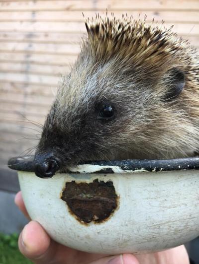 Cropped Hands Holding Hedgehog in Bowl – Free Download