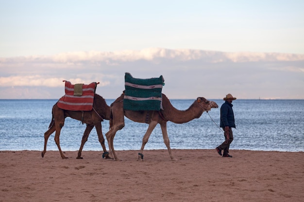 Scenic Beach Walk in Essaouira with Dromedaries – Free Download