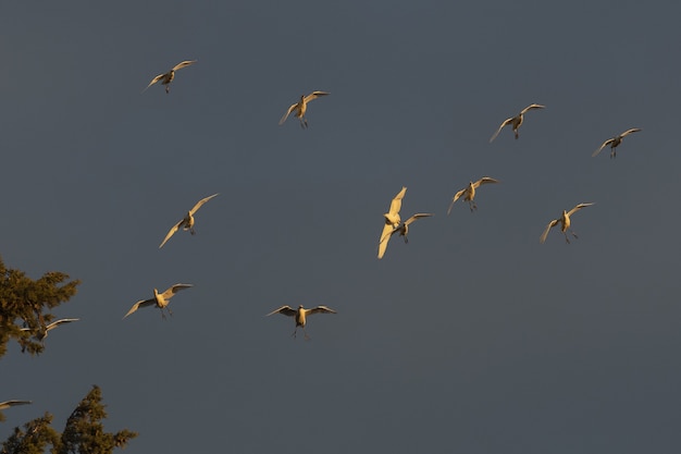 Low Angle Shot of Egrets at Sunset – Free Stock Photo for Download