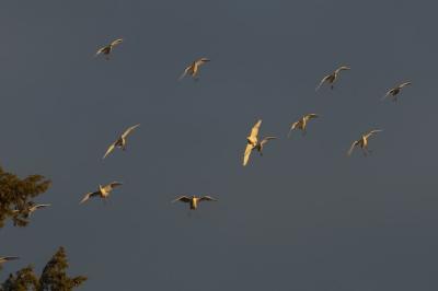 Low Angle Shot of Egrets at Sunset – Free Stock Photo for Download