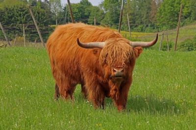 A Yak with Horns in a Field with a Fence – Free Stock Photo for Download