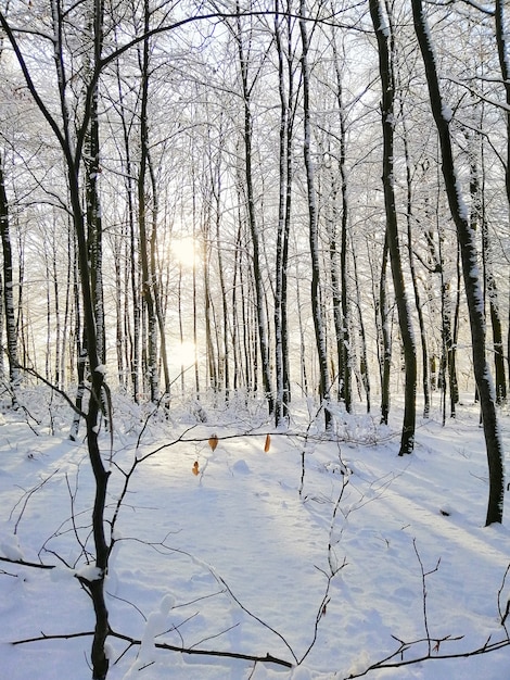 Forest Covered in Trees and Snow Under Sunlight in Larvik, Norway – Free Download