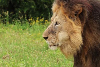 Furry Lion Walking in Addo Elephant National Park – Free Download