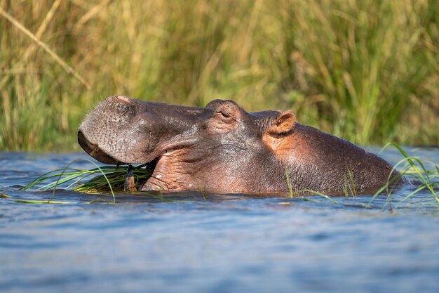 Hippo Chewing Grass in River – Free Stock Photo for Download