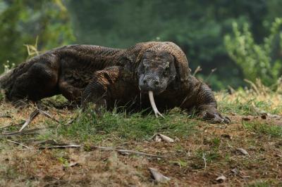 The Komodo Dragon: Free Stock Photo for Download