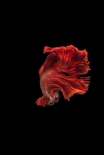 Halfmoon Betta Fish – Free Stock Photo for Download