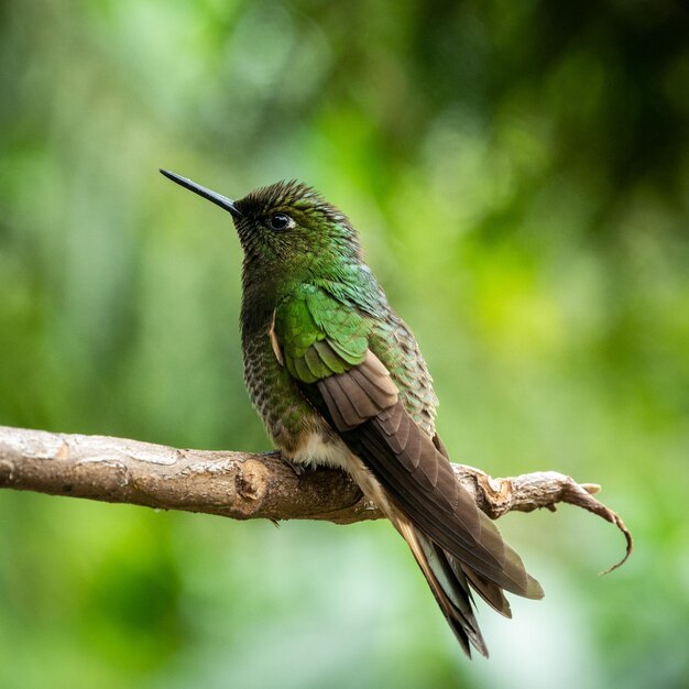 Bird Perching on Branch – Free Stock Photo, Download for Free