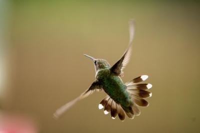 Macro Shot of a Rubythroated Hummingbird in Flight – Free Download