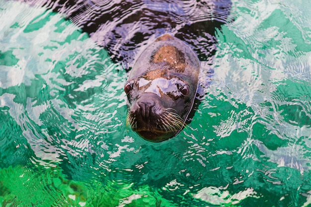 Sea Lions – Free Stock Photos for Download