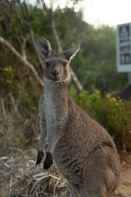 Kangaroo in Australia â Free Stock Photo, Download for Free