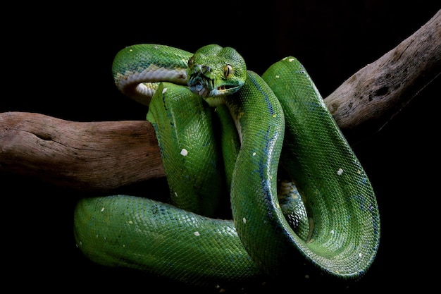 Chondropython Viridis Snake Close-Up on Black Background – Free Download