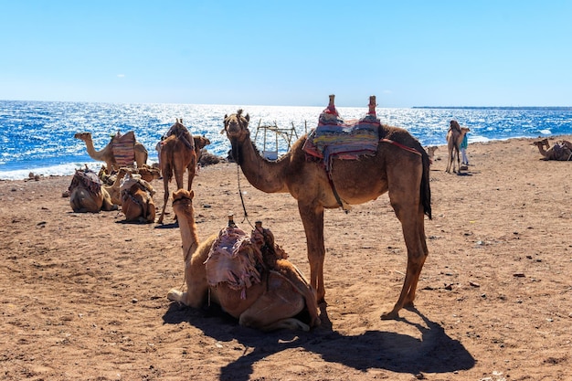 Camels on the Red Sea Shore in Gulf of Aqaba, Dahab, Egypt – Free Download