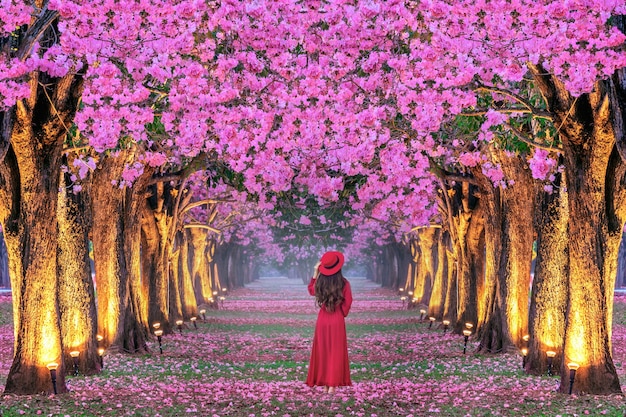 Young Woman Walking Among Beautiful Pink Flower Trees – Free Stock Photo for Download