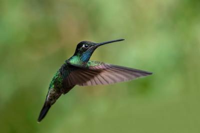 The Fierythroated Hummingbird: A Stunning Species of Central America’s Mountain Jewels – Free Download