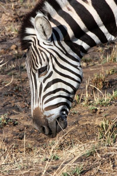 Zebra Face Photography – Free Stock Photo, Download for Free