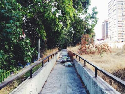 Narrow Walkway Surrounded by Trees – Free Download