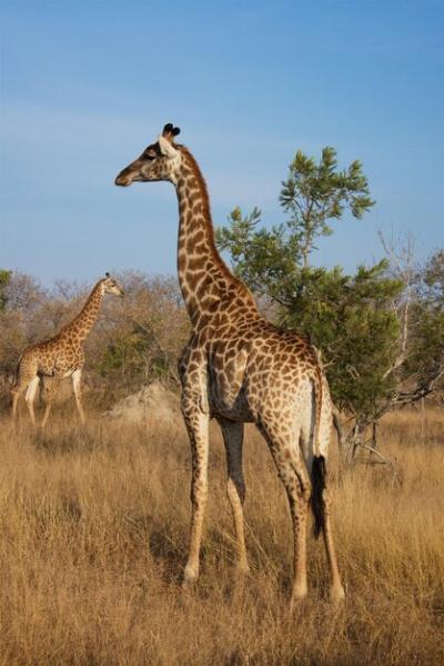 Giraffe in a Field Under the Sky – Free Stock Photo for Download