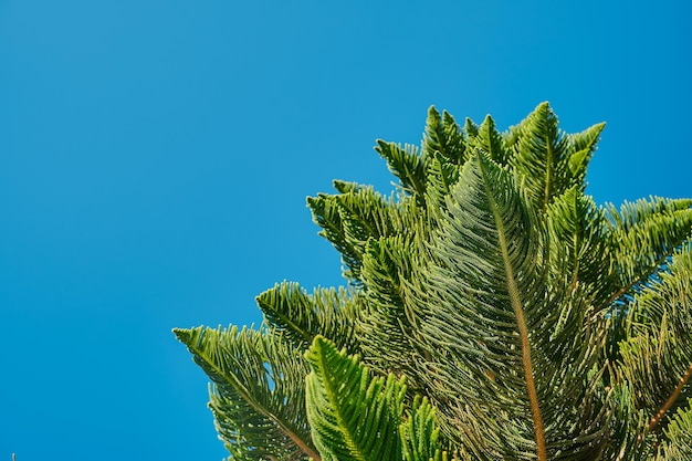 Close-Up of Norfolk Island Pine Leaves Against Blurred Blue Sky â Free Download