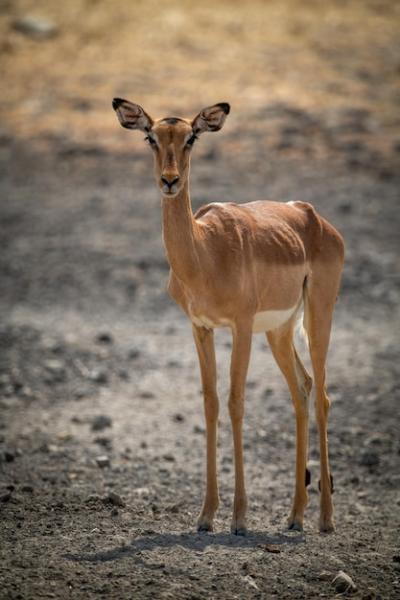 Female Common Impala Staring at Camera – Free Stock Photo for Download