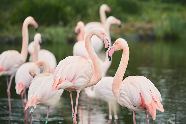 Flock of Birds in a Lake – Free Stock Photo for Download