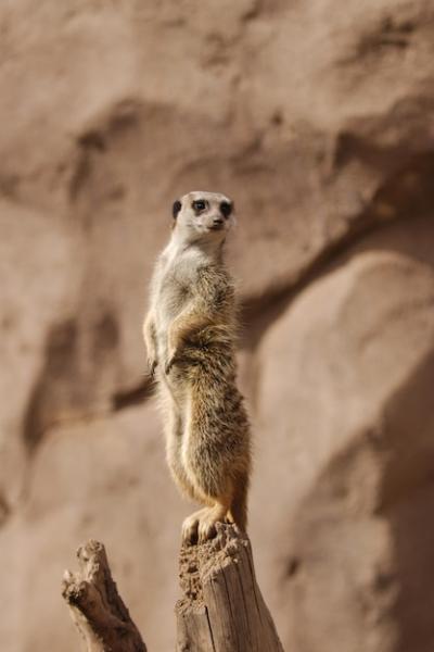 Low Angle View of an Animal on Rock – Free Stock Photo for Download