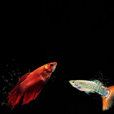 Small Betta Fish – Free Stock Photo for Download