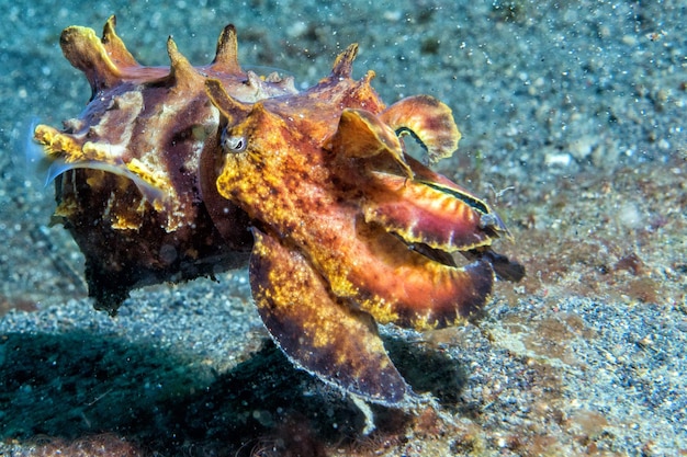 Colorful Squid and Cuttlefish: Vibrant Underwater Scenes – Free Stock Photo Download