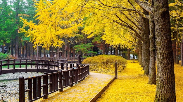 Ginkgo Tree in Autumn at Nami Island, Korea – Free Stock Photo for Download